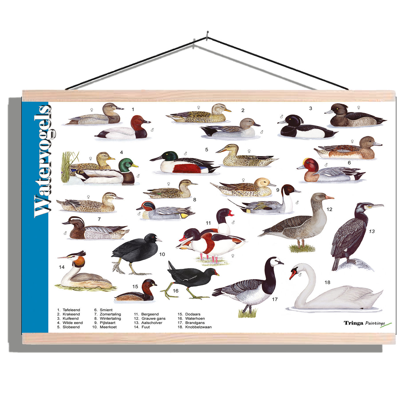 Herkenningsposter "Watervogels"