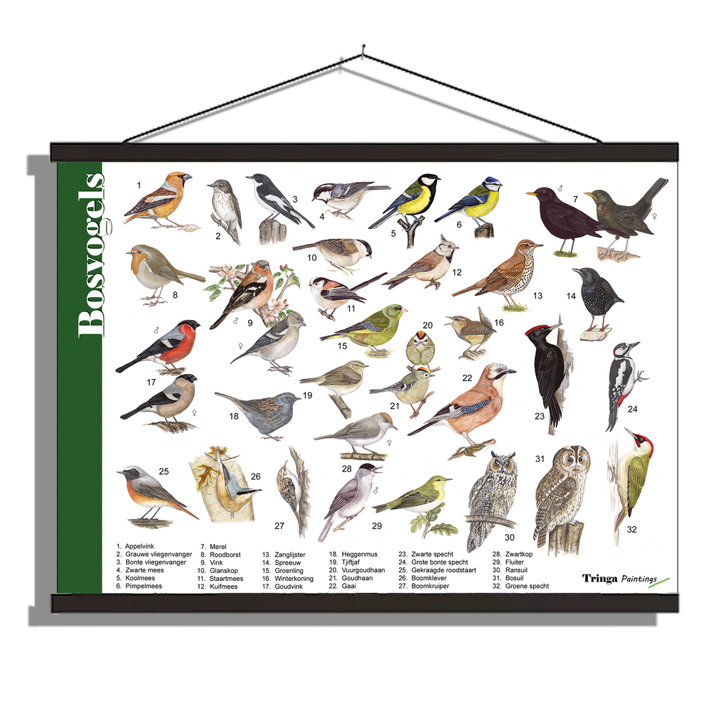 Herkenningsposter "Bosvogels"
