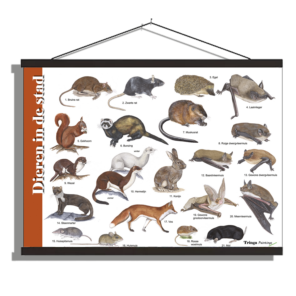 Herkenningsposter "Dieren in de stad"