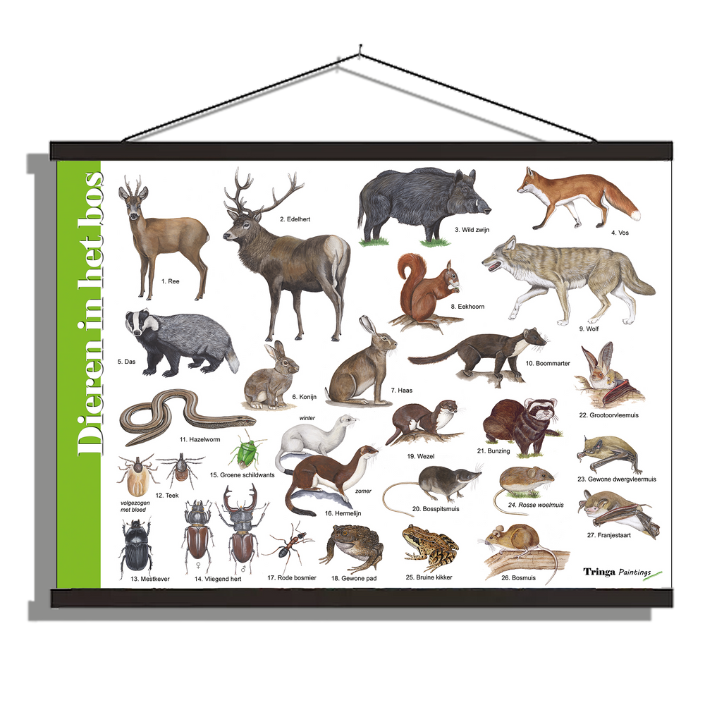Herkenningsposter "Dieren in het bos"