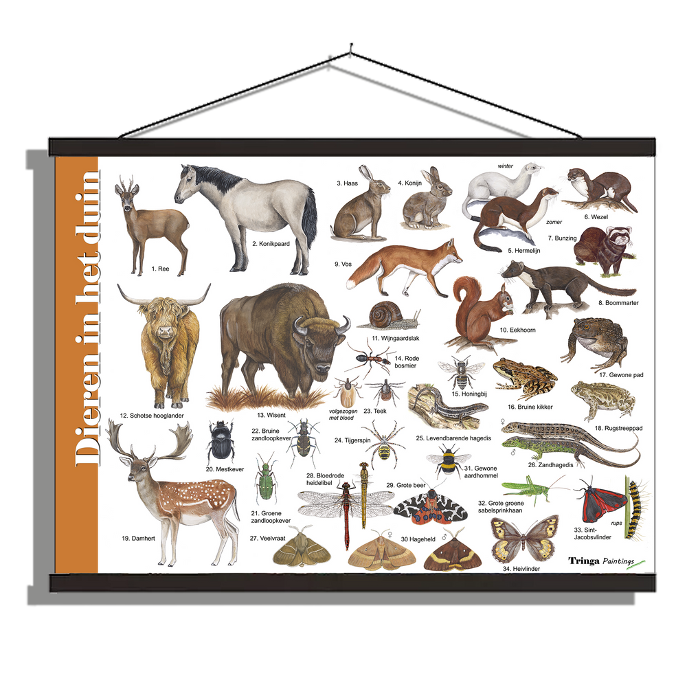 Herkenningsposter "Dieren in het duin"