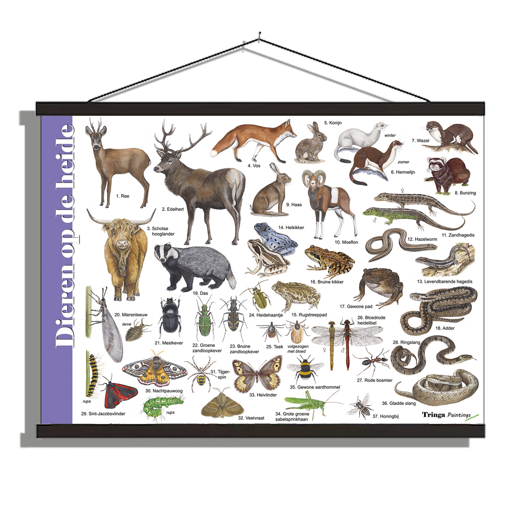 Herkenningsposter "Dieren op de heide"