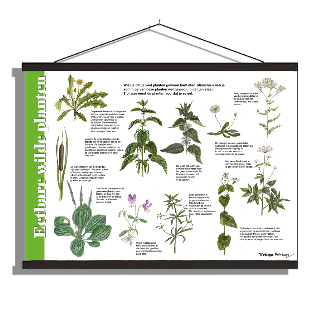 Herkenningsposter "Eetbare wilde planten 1"