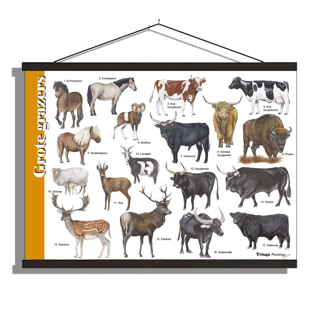 Herkenningsposter "Grote grazers"