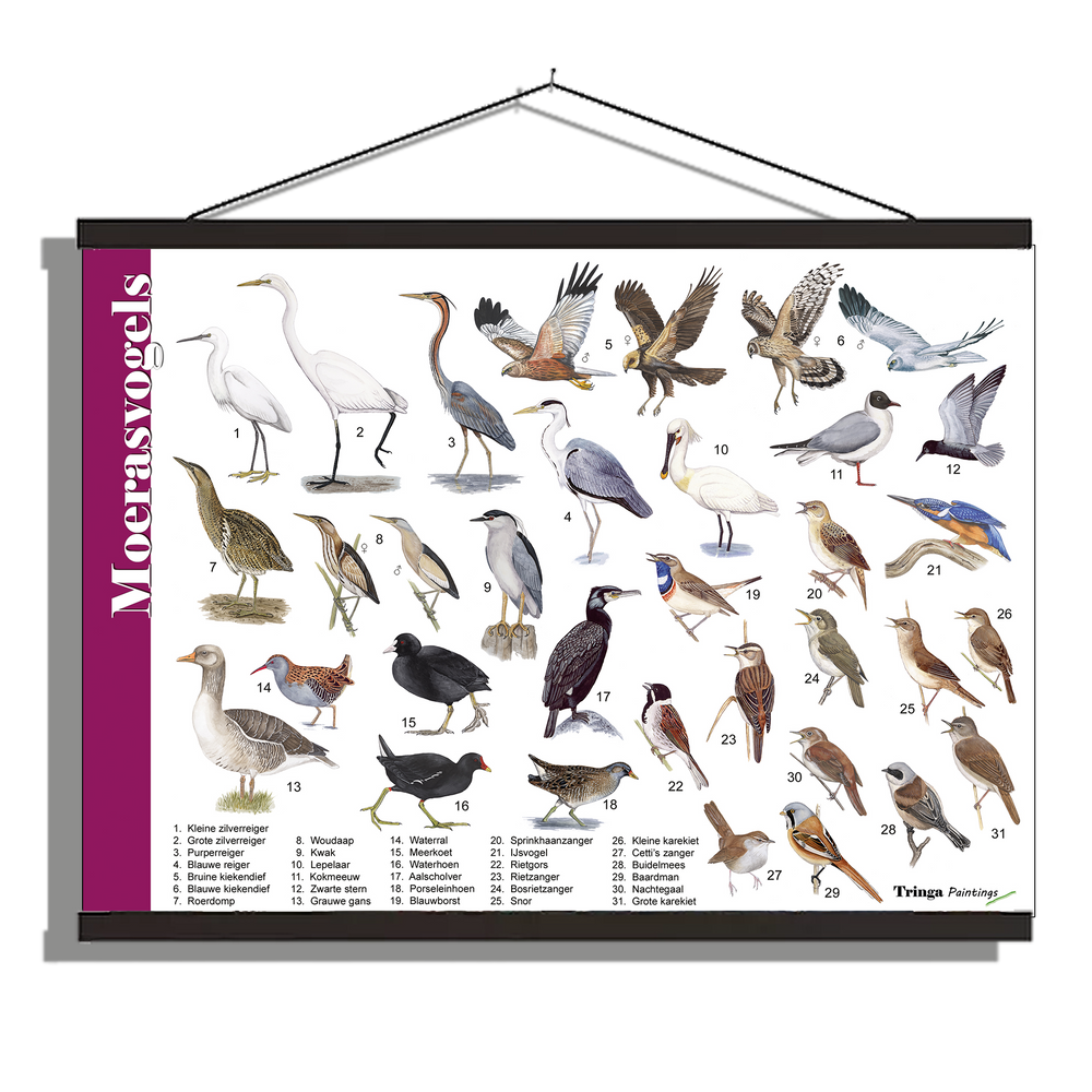 Herkenningsposter "Moerasvogels"