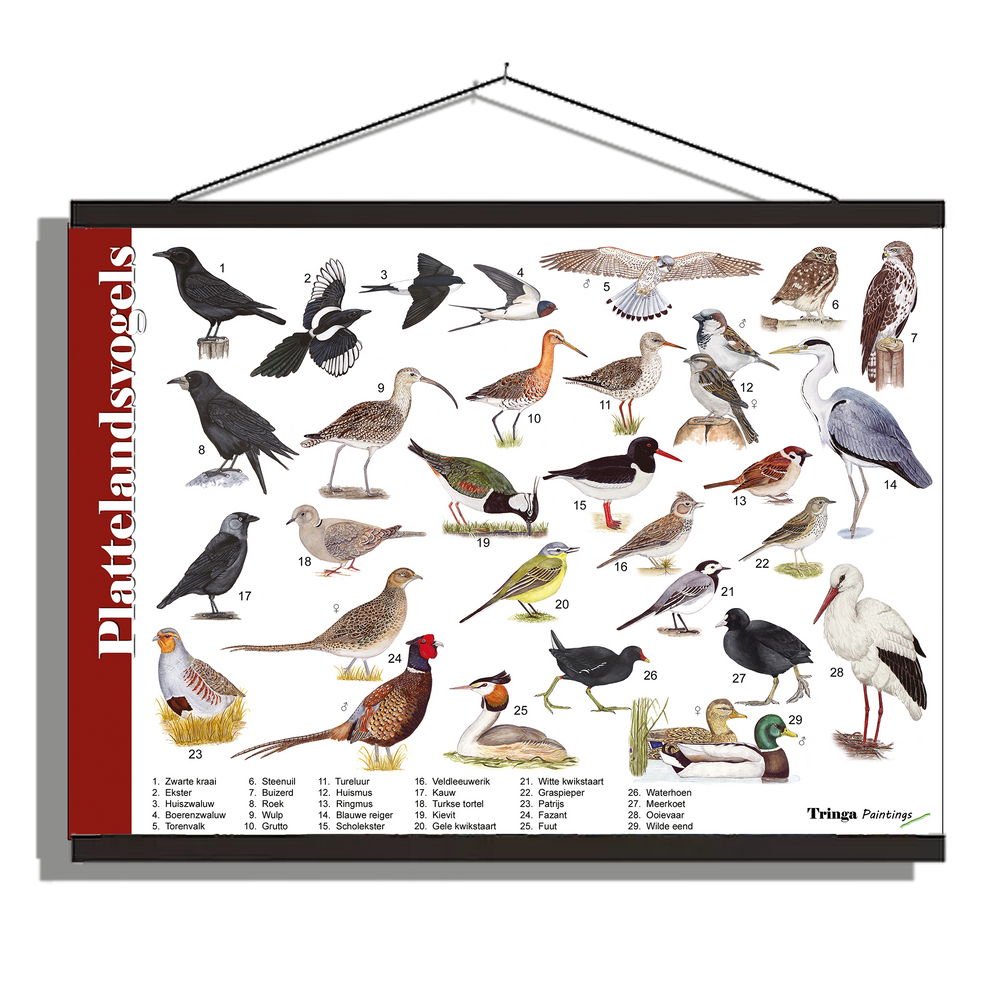 Herkenningsposter "Plattelandsvogels"