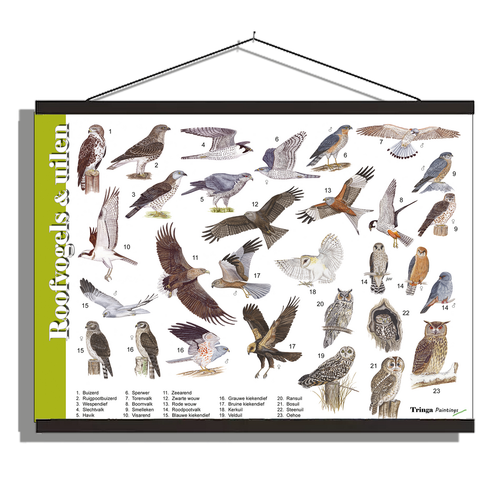 Herkenningsposter "Roofvogels & Uilen"