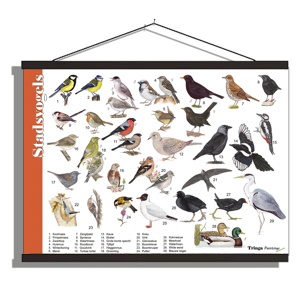 Herkenningsposter "Stadsvogels"