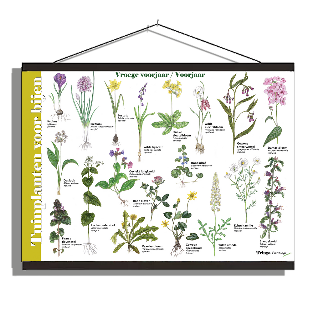 Herkenningsposter "Tuinplanten voor bijen (voorjaar)"