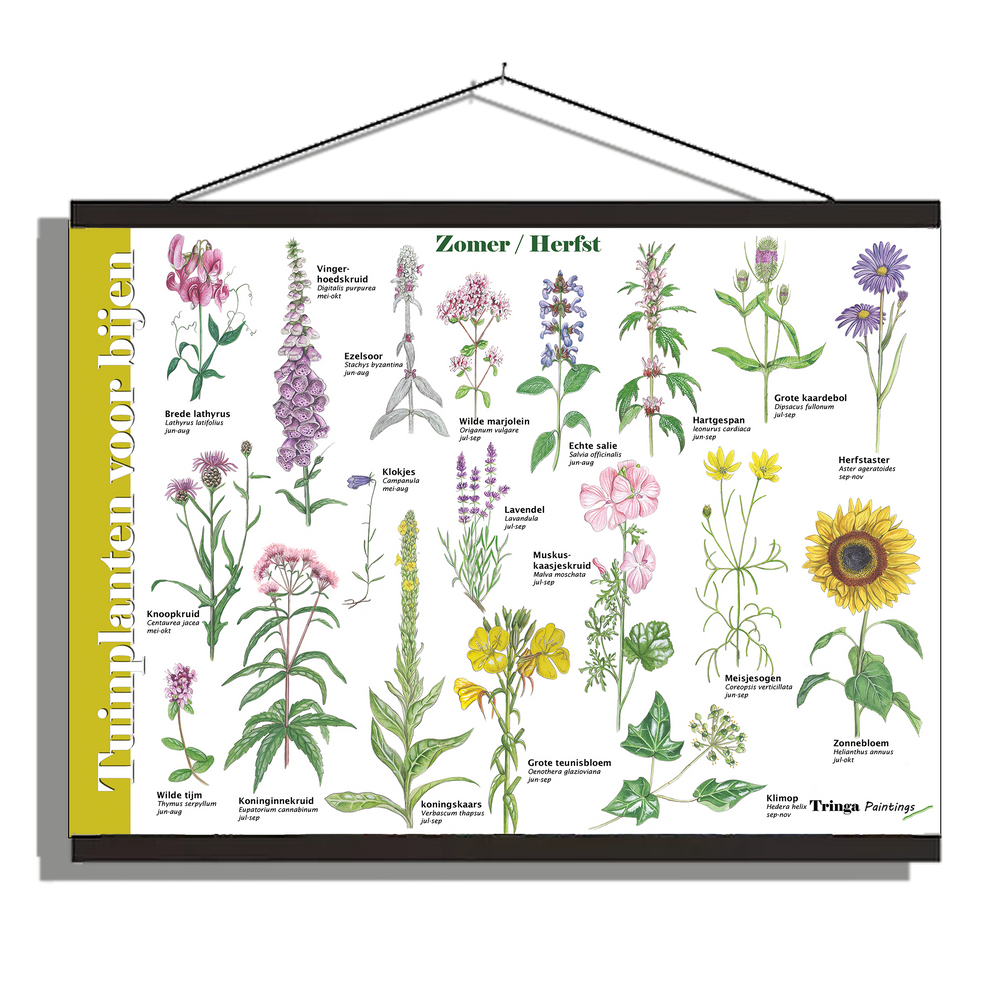Herkenningsposter "Tuinplanten voor bijen (zomer)"