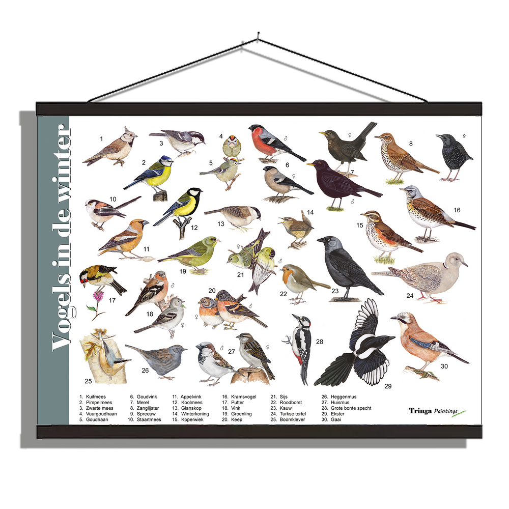 Herkenningsposter "Vogels in de winter"