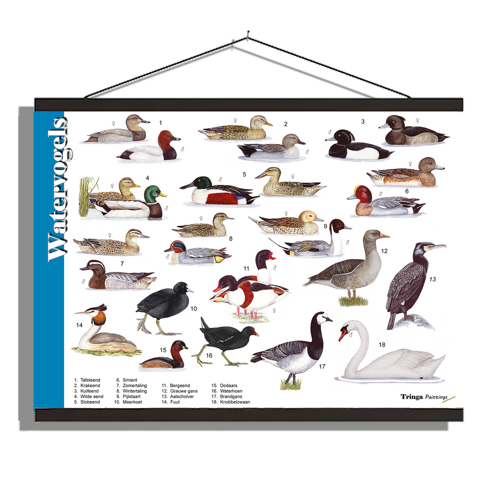 Herkenningsposter "Watervogels"
