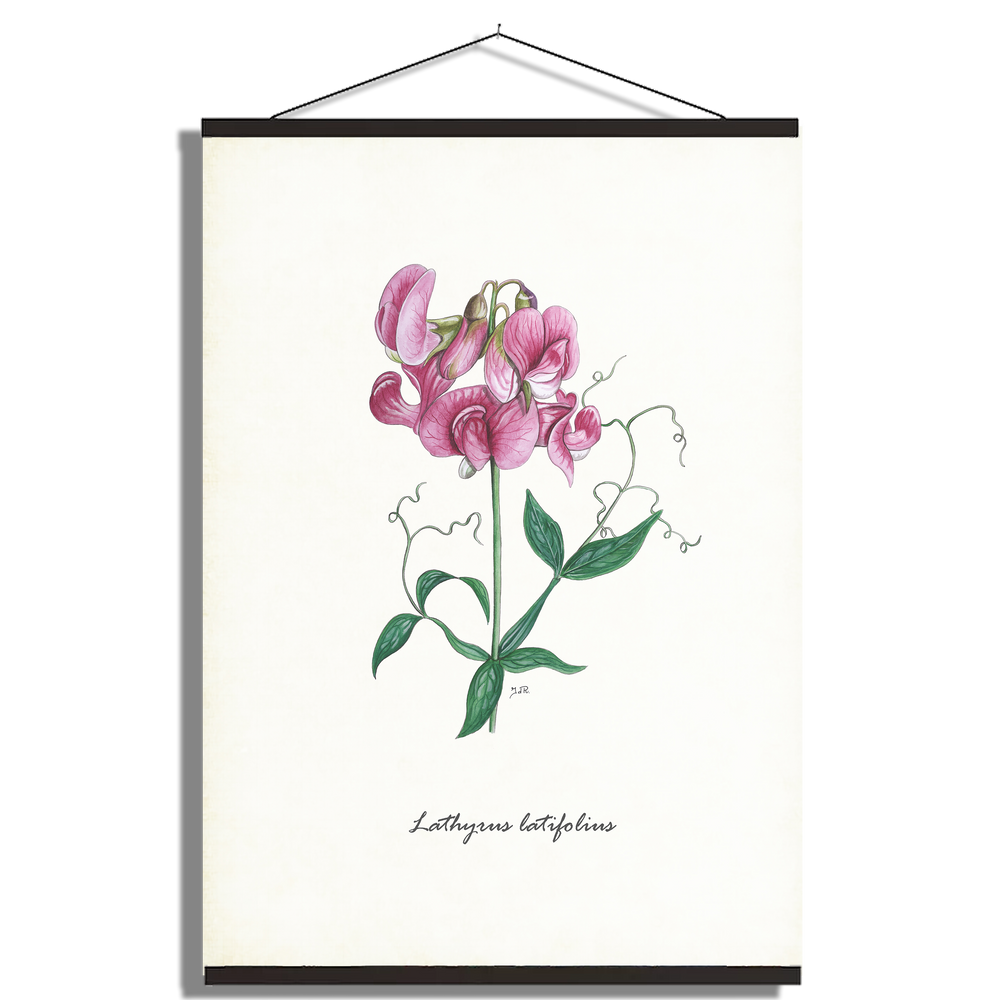 Schoolplaat "Brede lathyrus"
