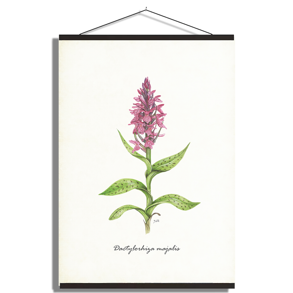 Schoolplaat "Brede orchis"