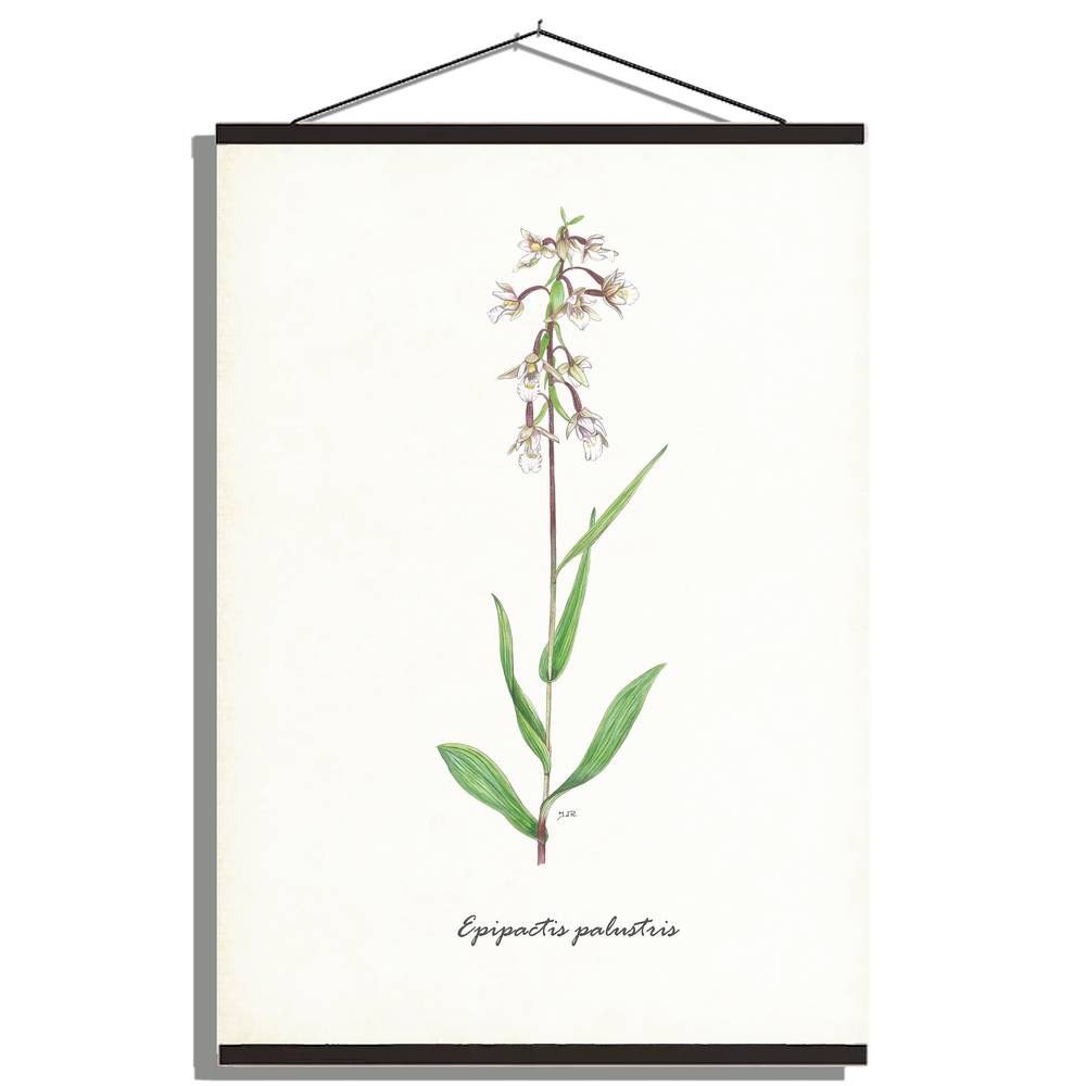 Schoolplaat "Moeraswespenorchis"