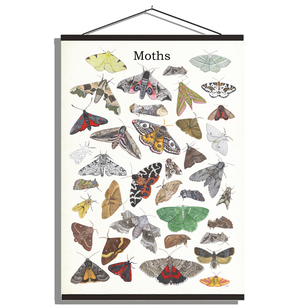 Schoolplaat "Moths"
