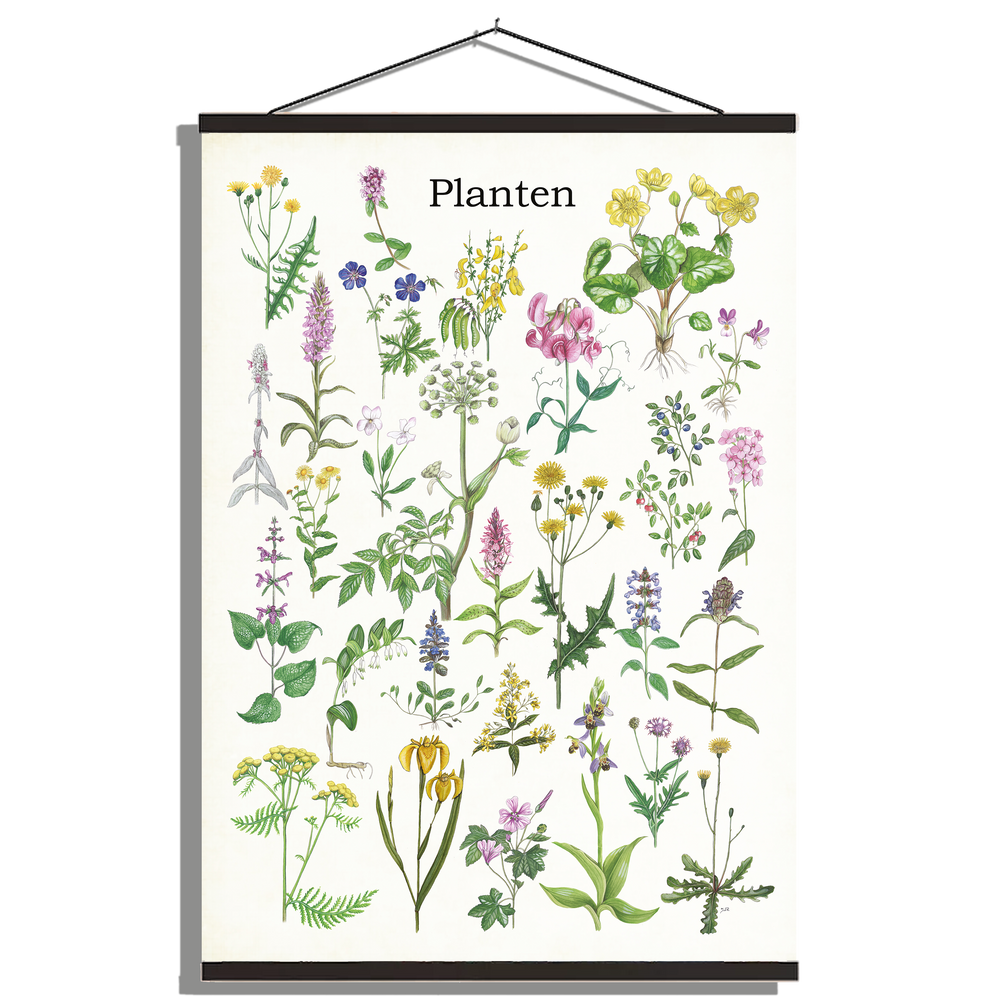 Schoolplaat "Planten 1"