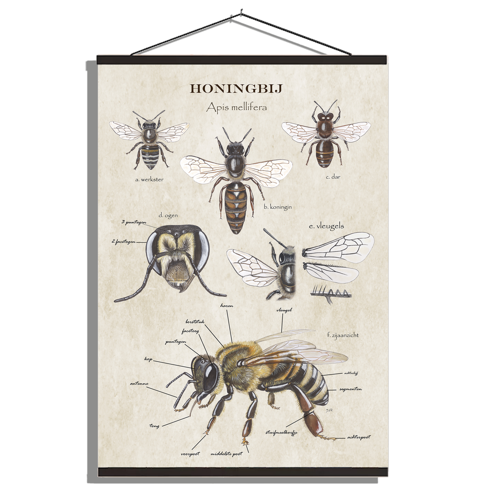 Schoolplaat "Anatomie van de honingbij"