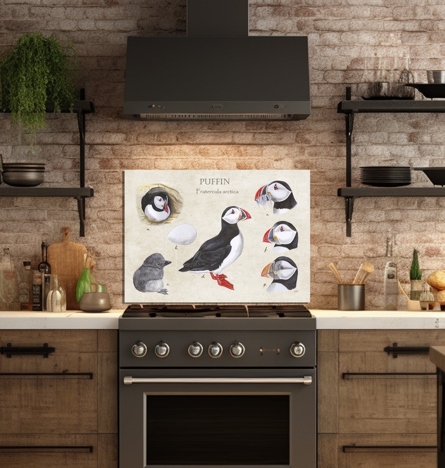 Spatscherm "Puffin"