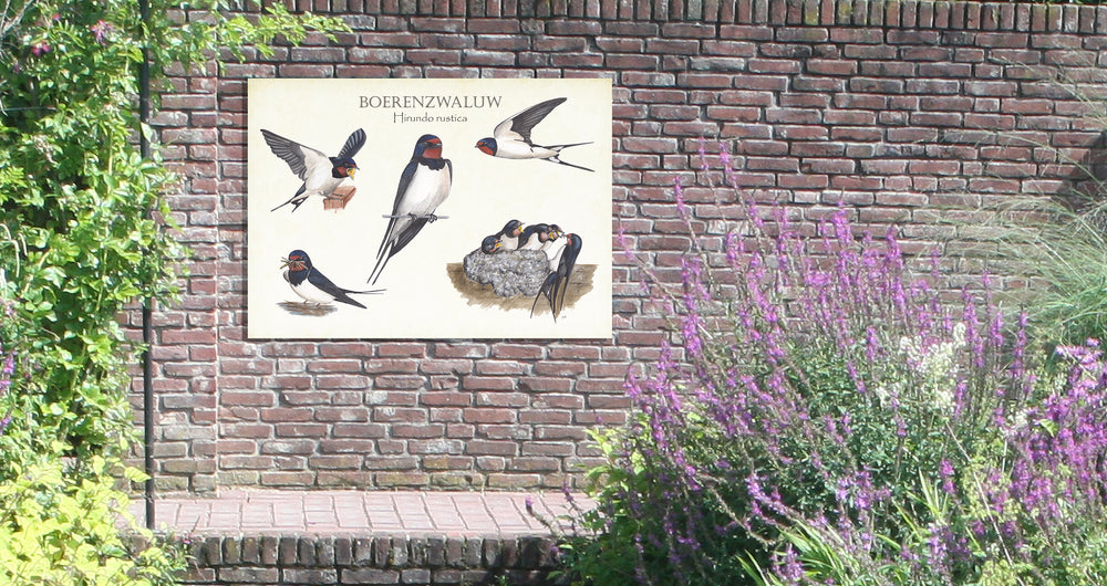 Tuinposter "Boerenzwaluw, het leven van"