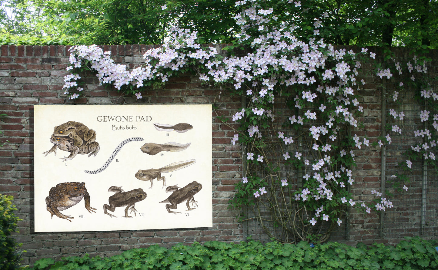 Tuinposter "Gewone pad | Levenscyclus van ei tot pad"