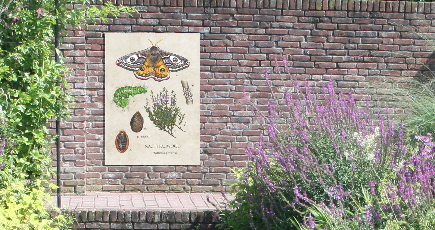 Tuinposter "Nachtpauwoog, het leven van"