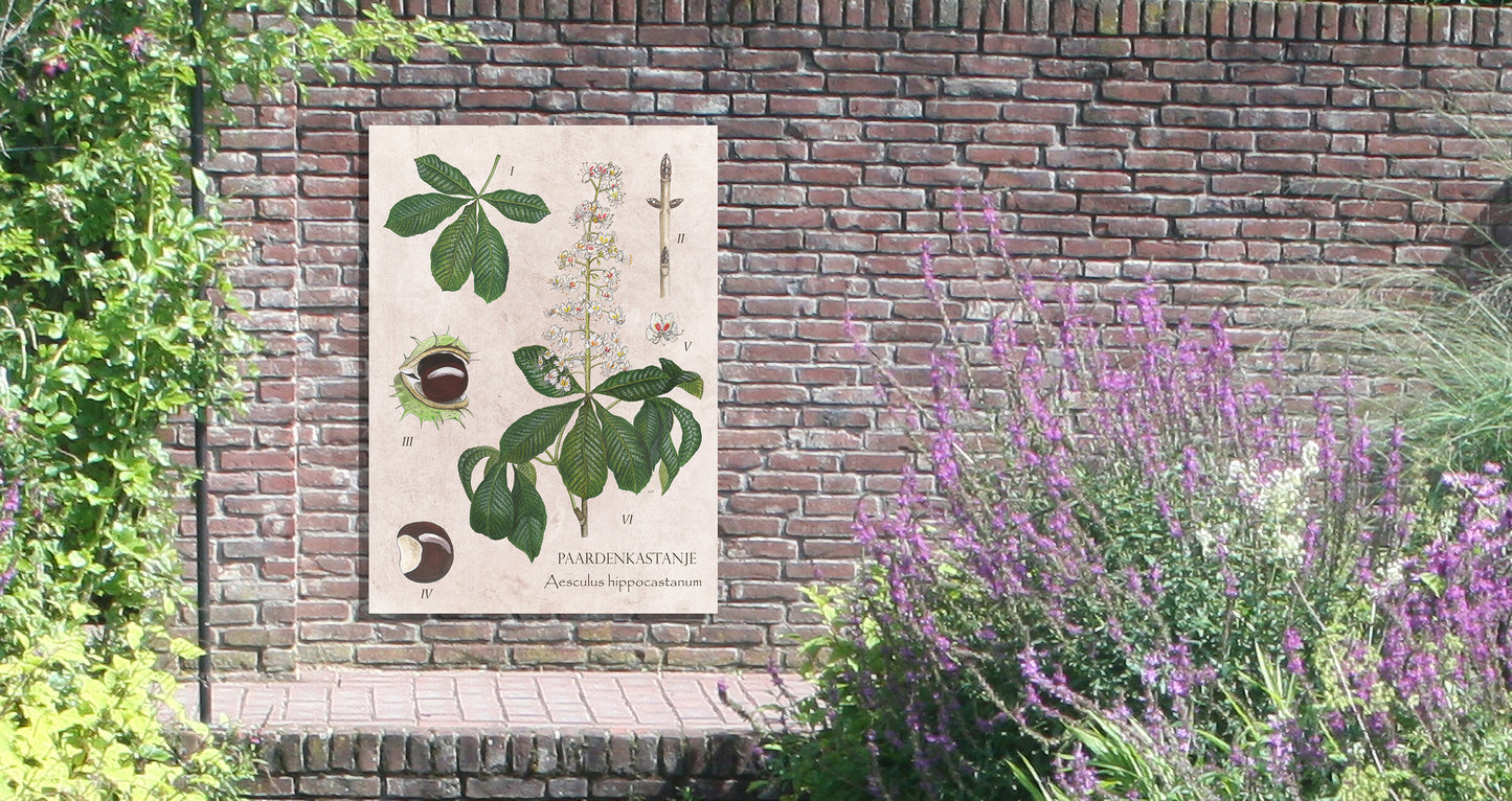 Tuinposter "Paardenkastanje, het leven van"