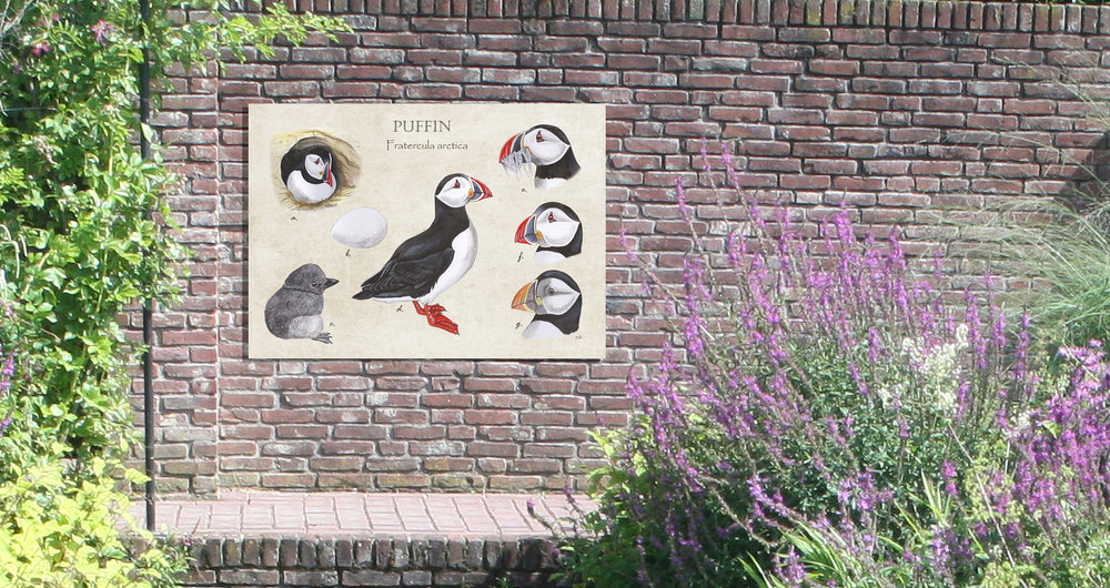 Tuinposter "Puffins"