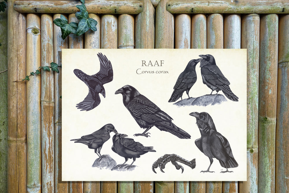 Tuinposter "Raaf, het leven van"