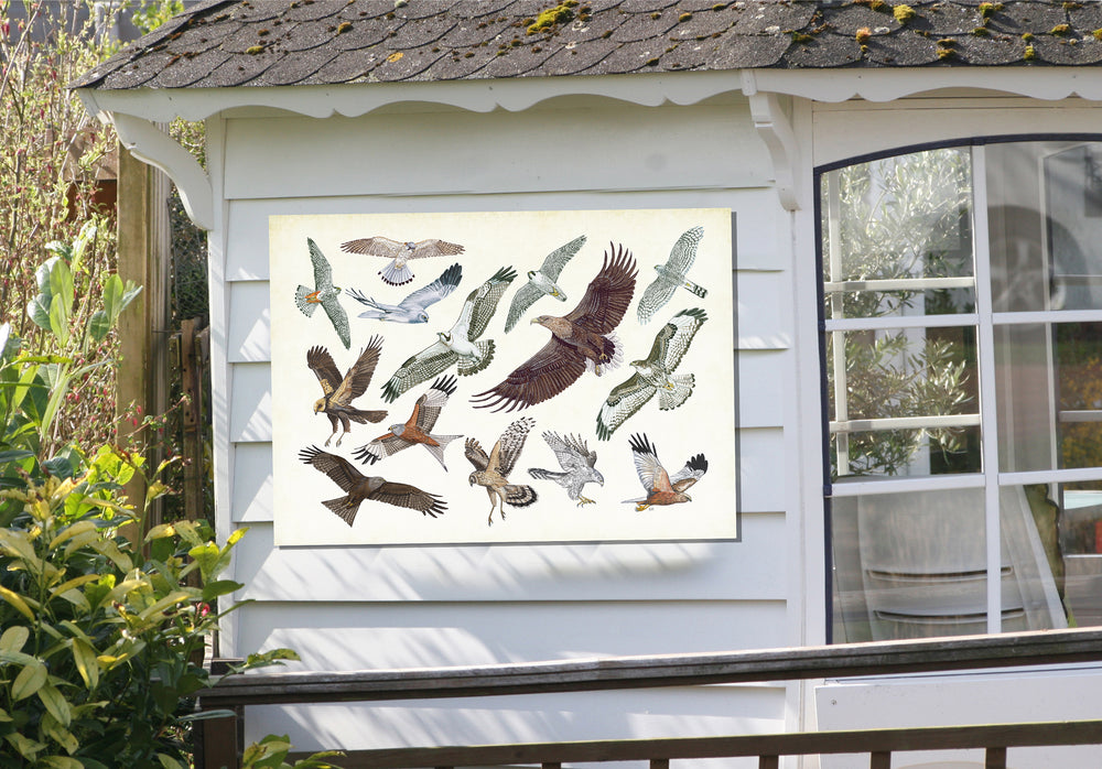 Tuinposter "Roofvogels in vlucht"