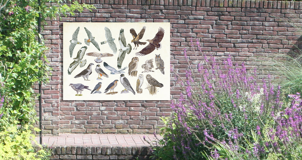 Tuinposter "Roofvogels en uilen"