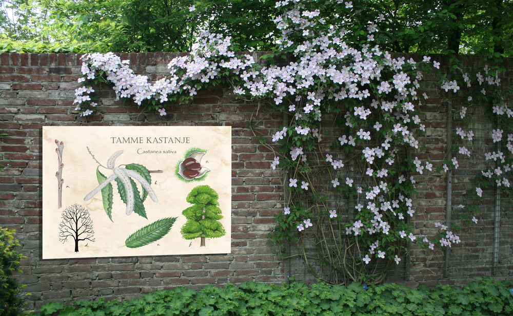Tuinposter "Tamme kastanje, het leven van"