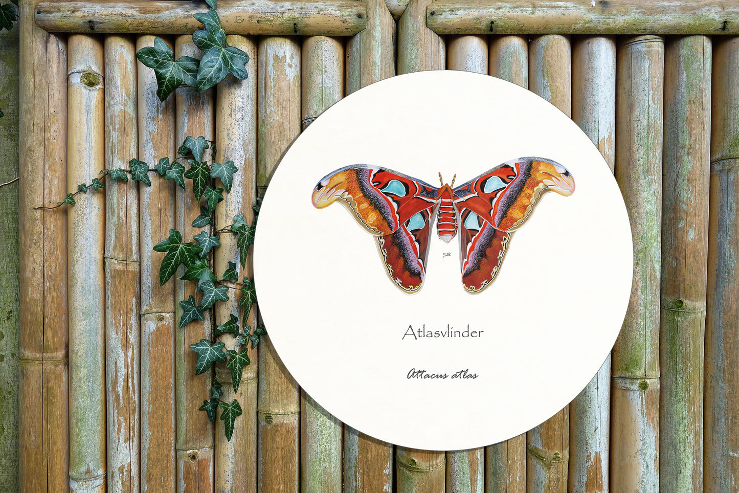 Tuinposter Cirkel "Atlasvlinder"