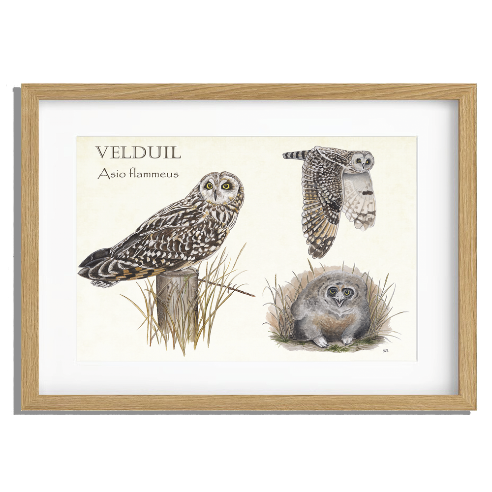 Ingelijst "Velduilen, het leven van"