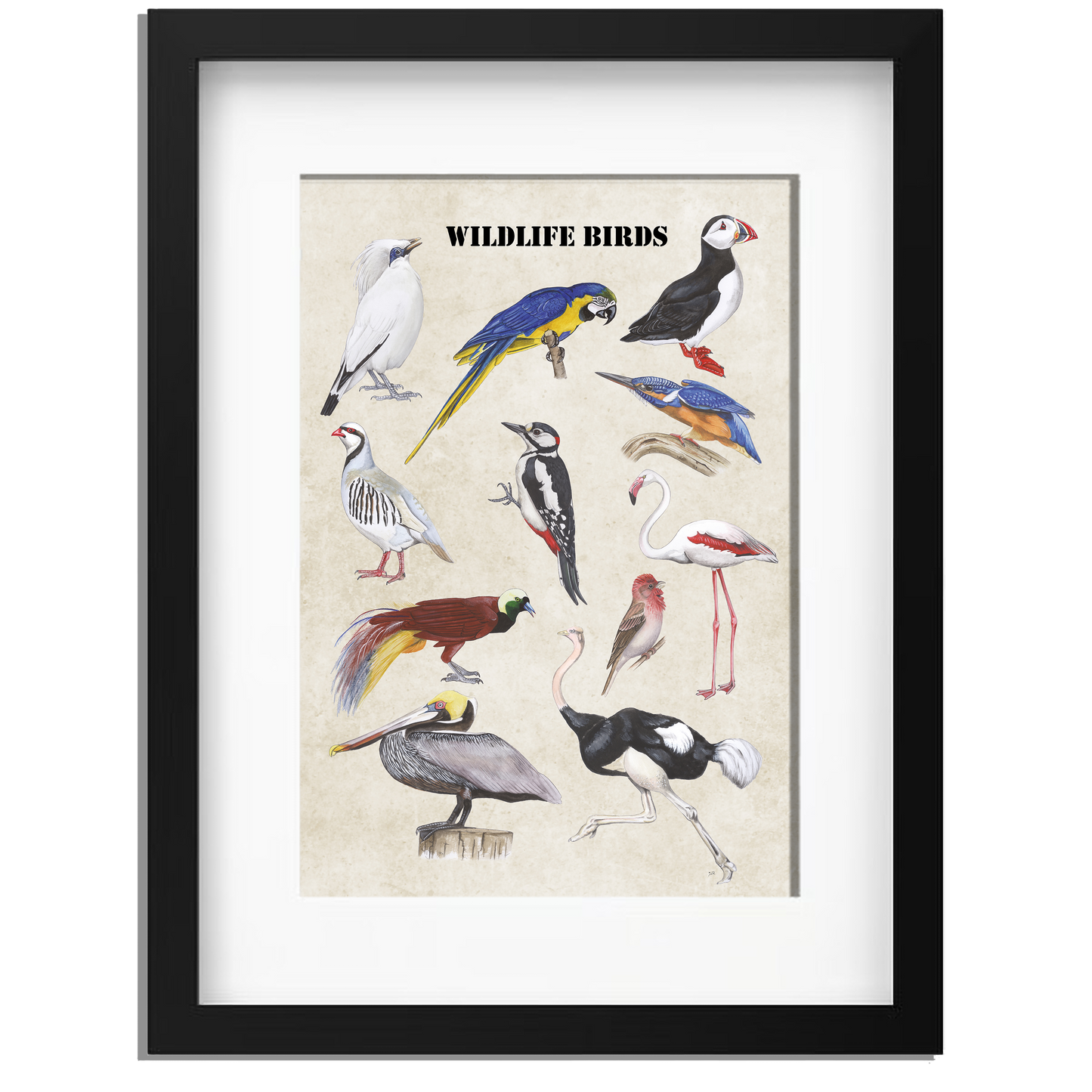 Ingelijst "Wildlife Birds"