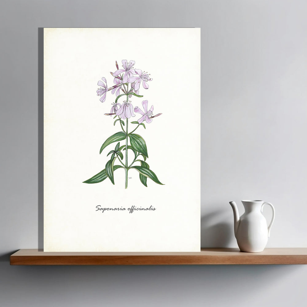 Wanddecoratie "Zeepkruid"