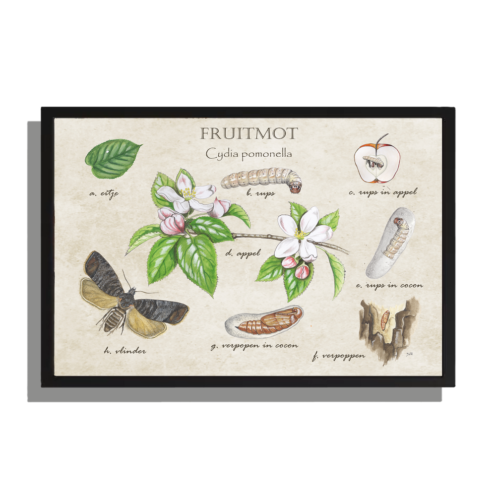 Ingelijst "Fruitmot, het leven van"