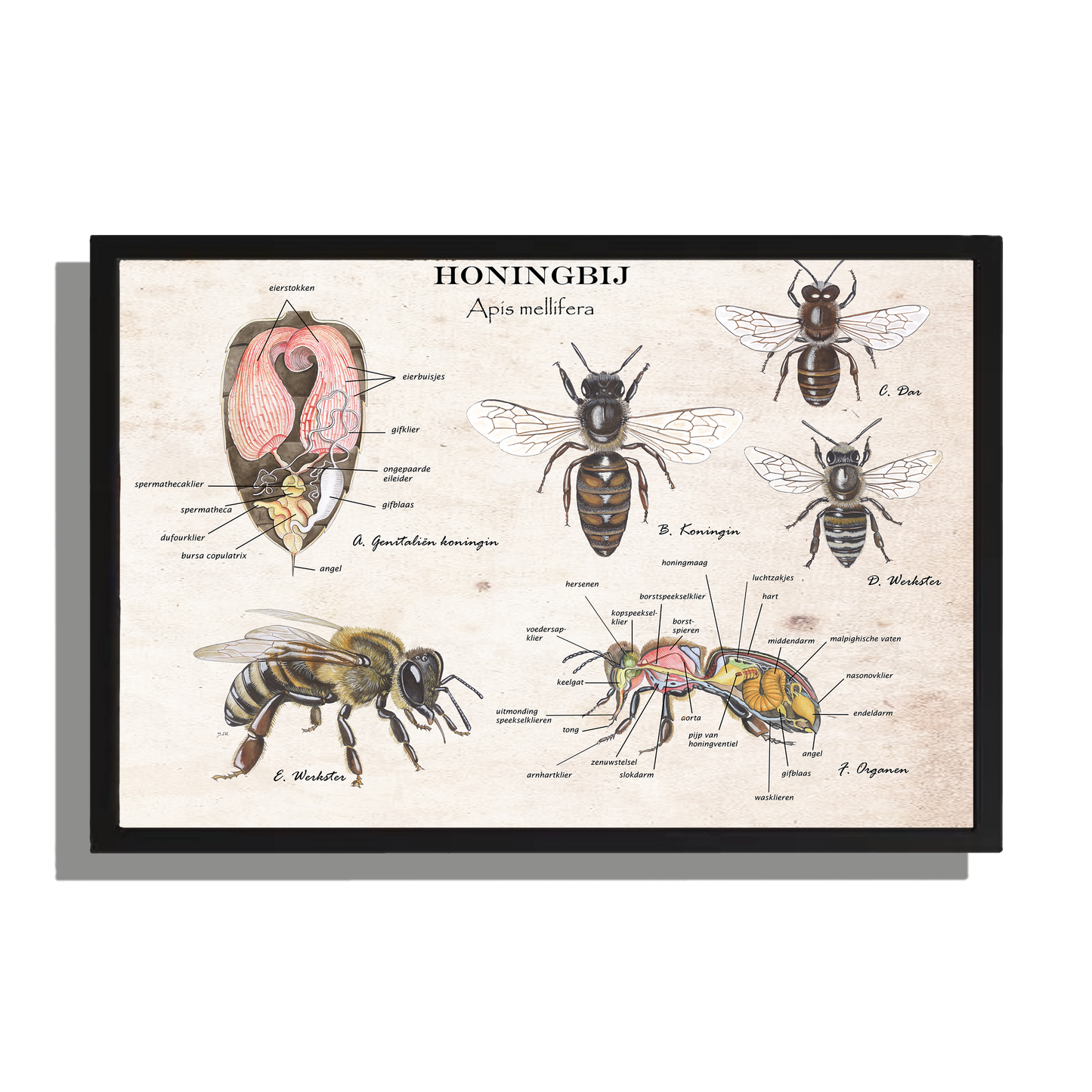 Wanddecoratie "Honingbij - Anatomie van de koningin"