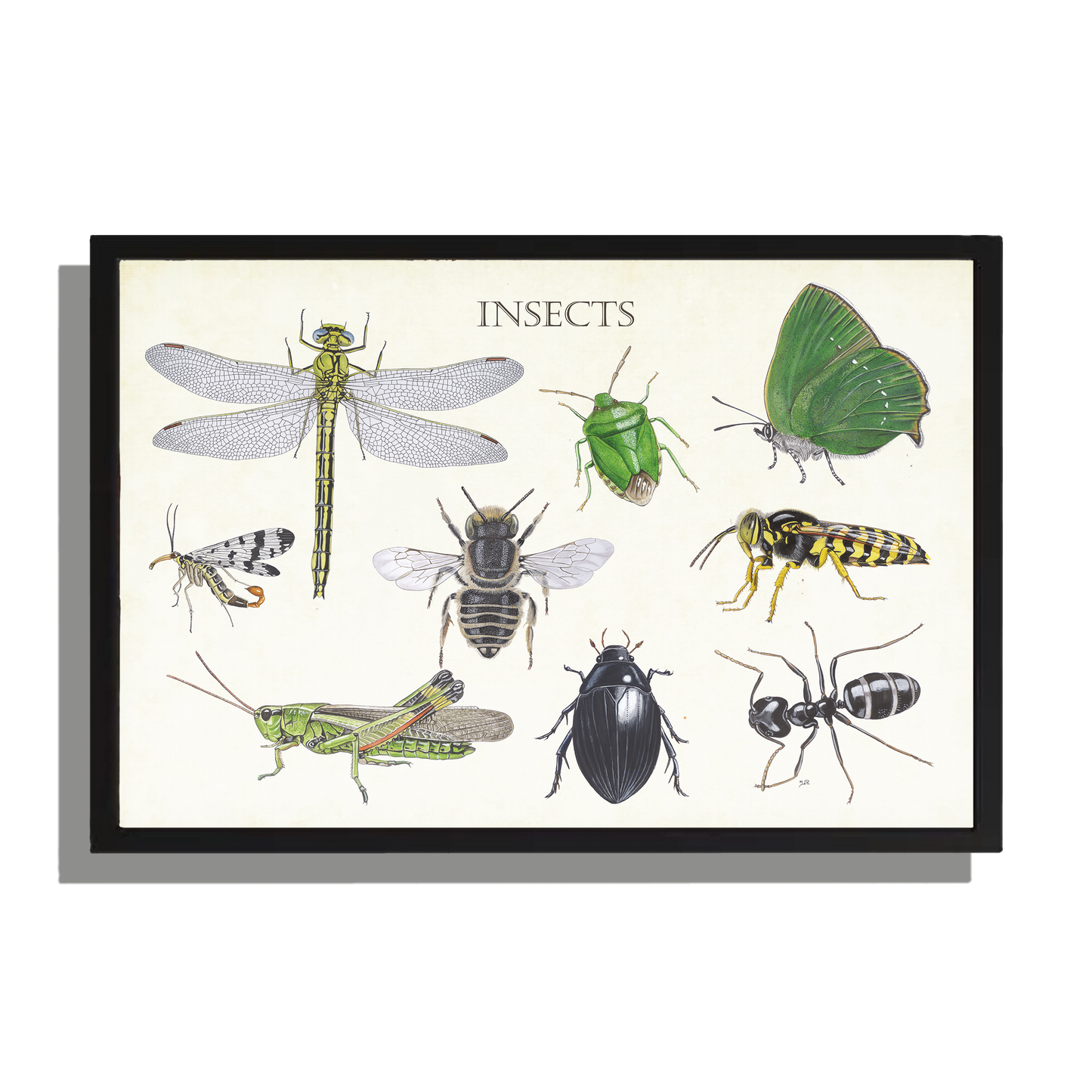 Wanddecoratie "Insects 2"