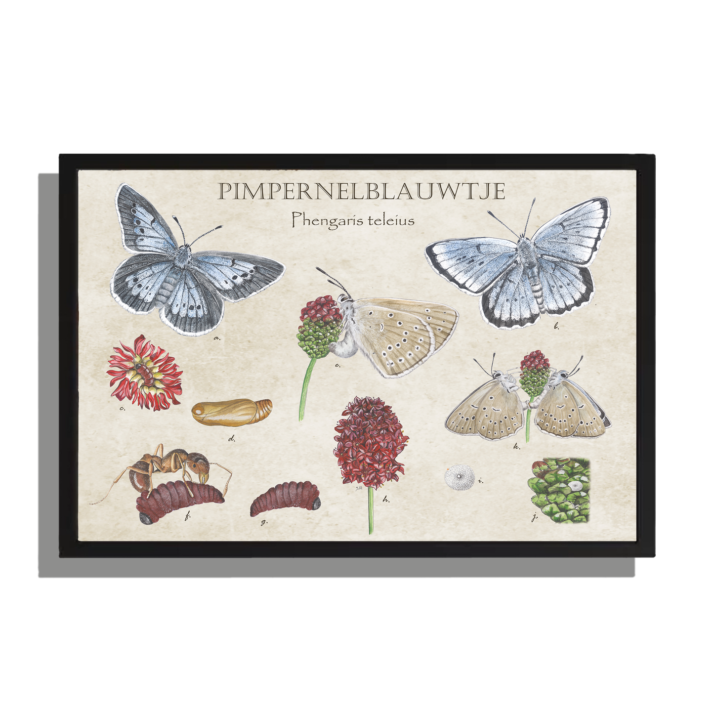 Wanddecoratie "Pimpernelblauwtje, het leven van"