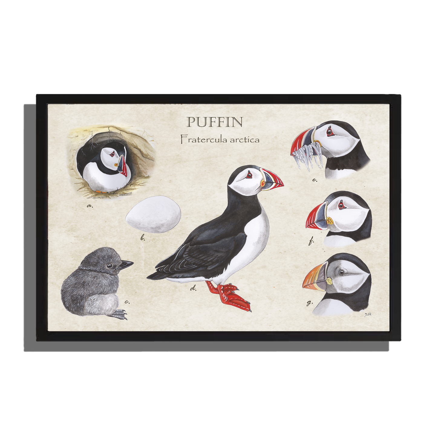 Wanddecoratie "Puffin"