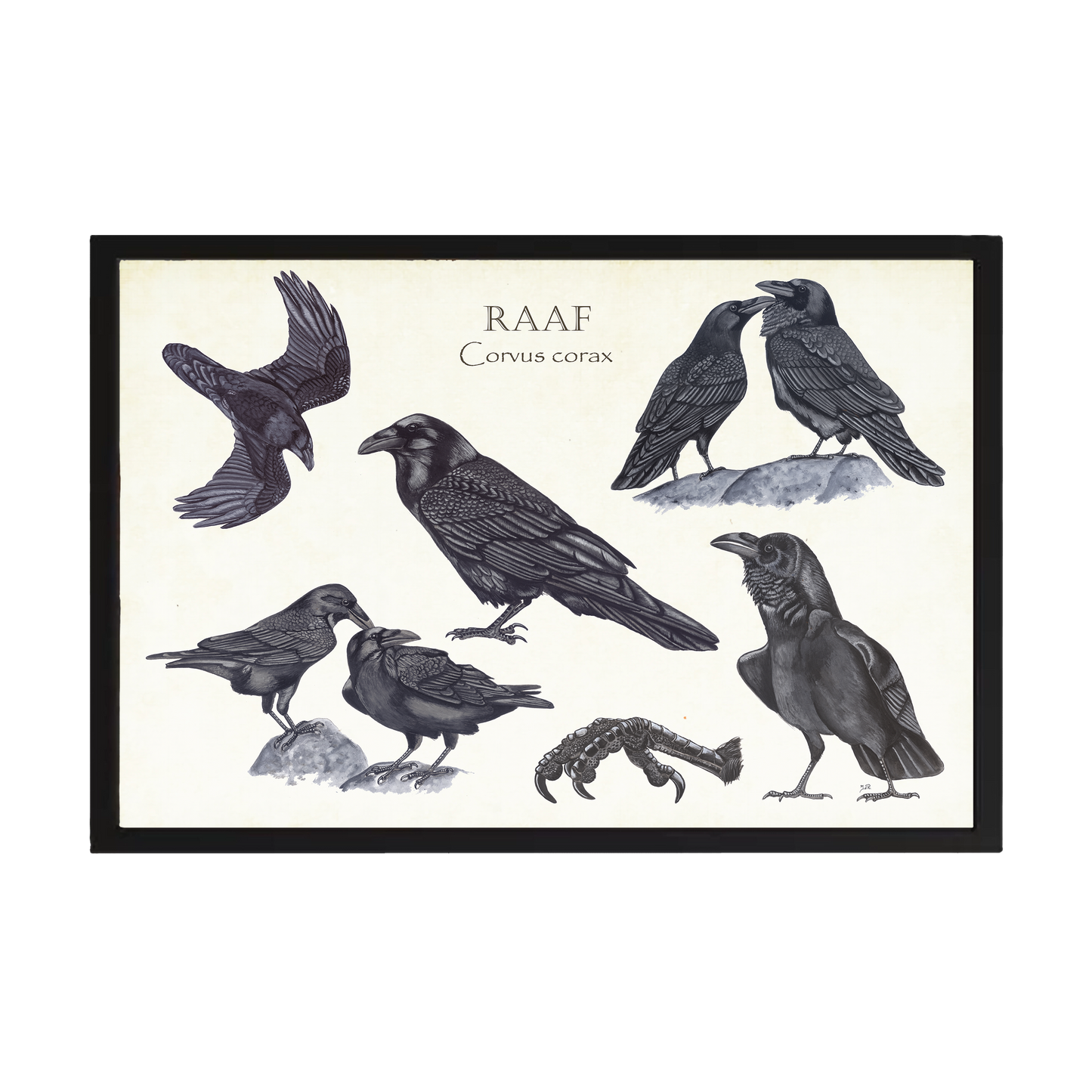 Wanddecoratie "Raaf, het leven van"