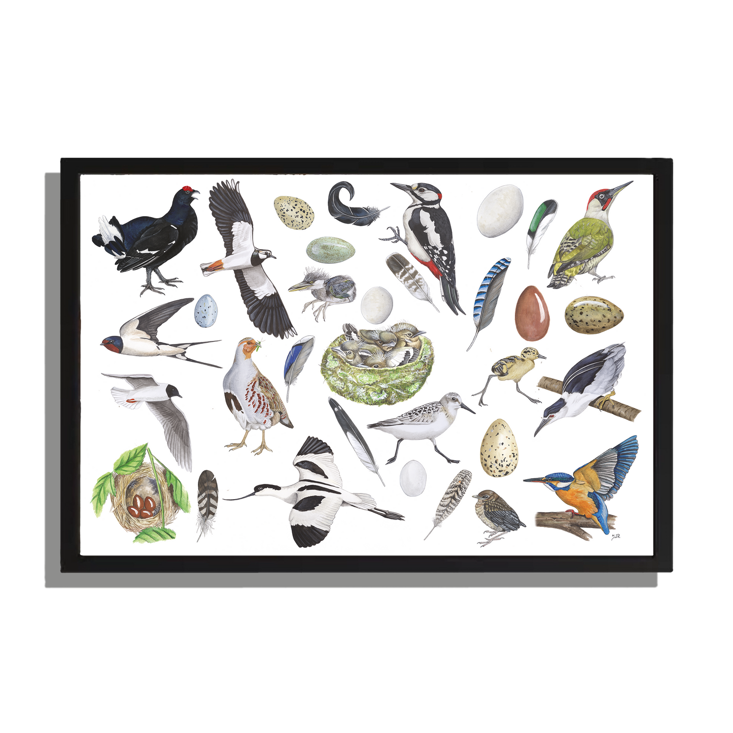 Wanddecoratie "Vogels, het leven van"