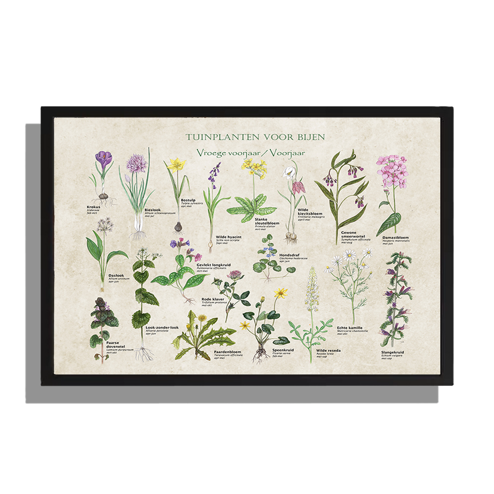 Ingelijst "Tuinplanten voor bijen - voorjaar"