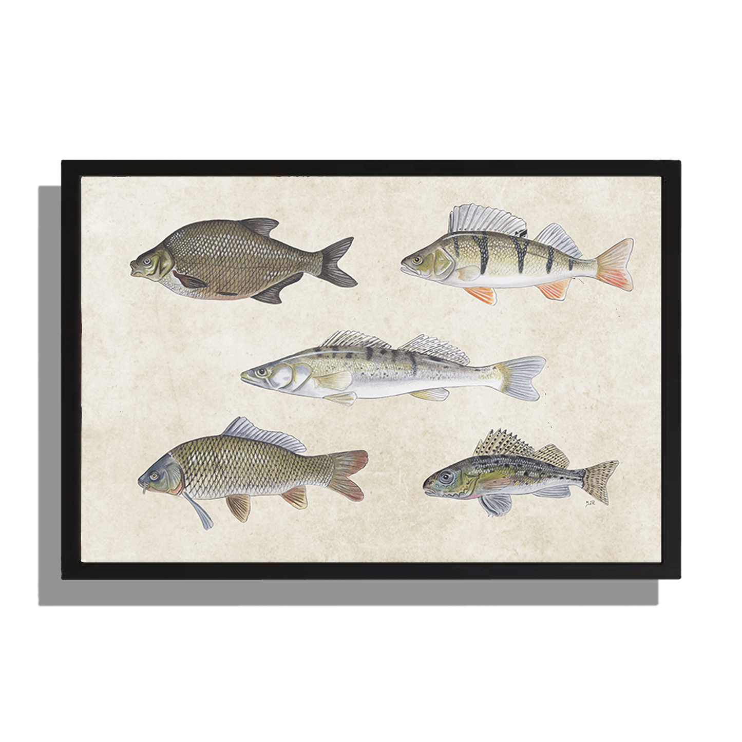Wanddecoratie "Collage van zoetwatervissen"