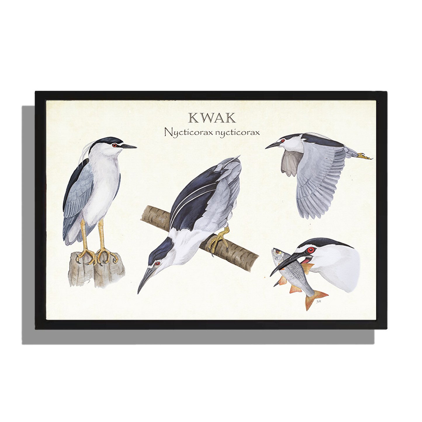 Wanddecoratie "Kwak, het leven van"