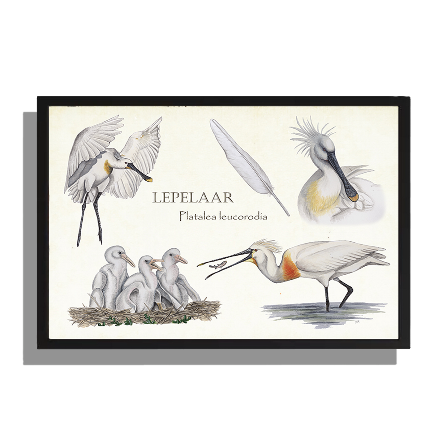 Wanddecoratie "Lepelaar, het leven van"