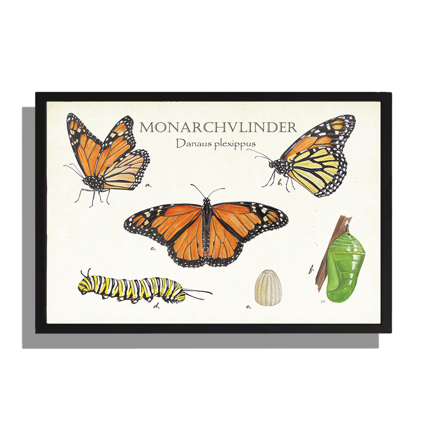 Wanddecoratie "Monarchvlinder, het leven van"
