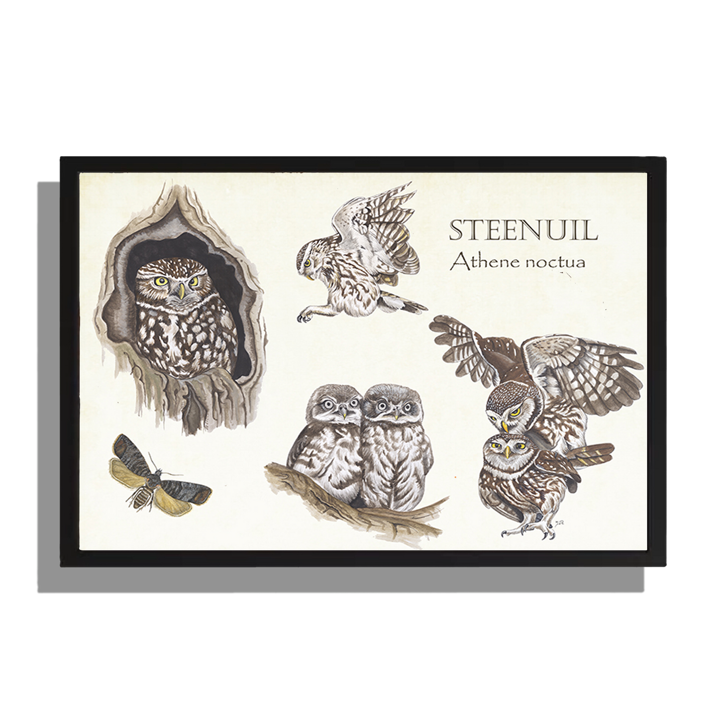 Wanddecoratie "Steenuilen, het leven van"