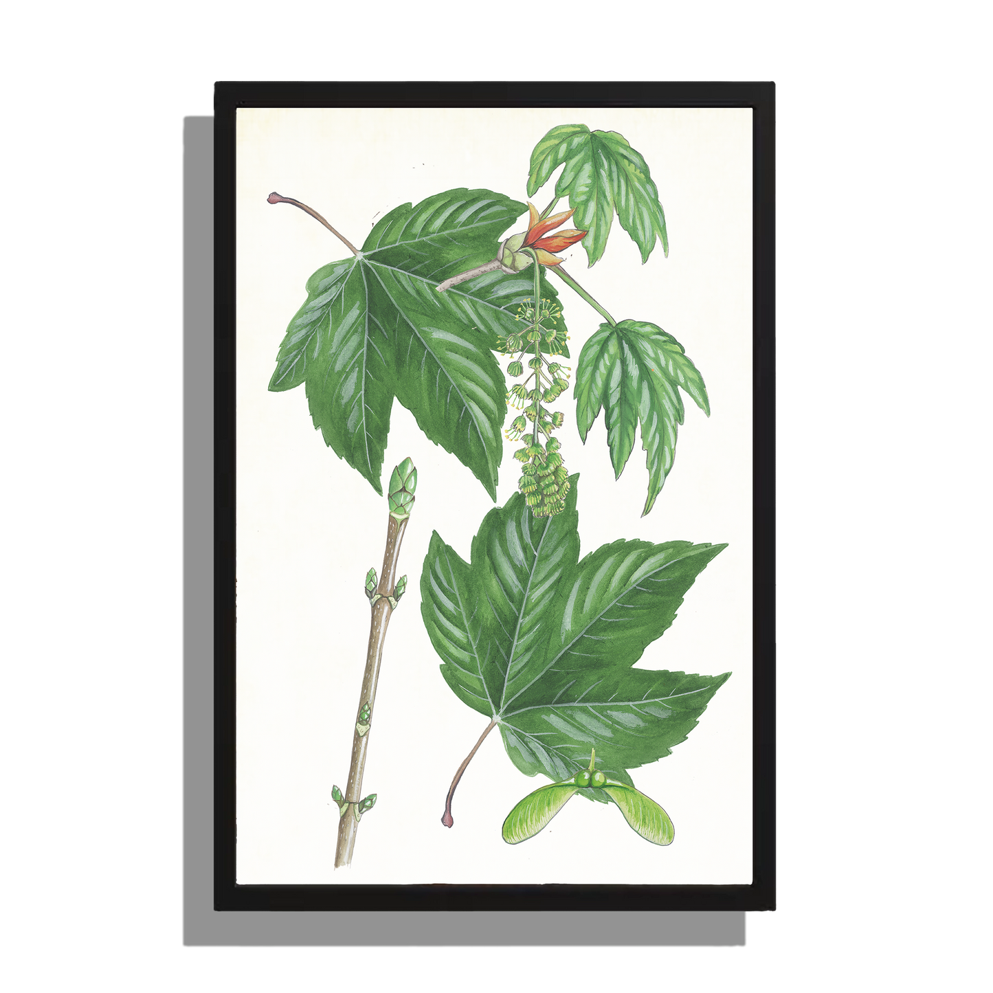 Wanddecoratie "Gewone esdoorn, het leven van"